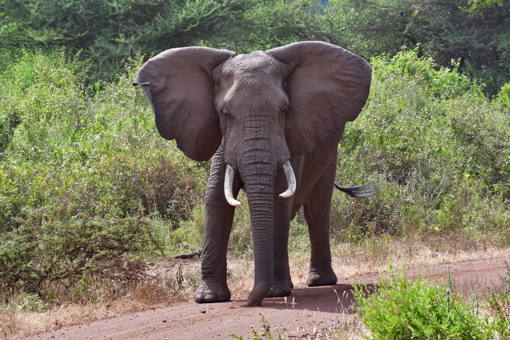 Lake Manyara NP